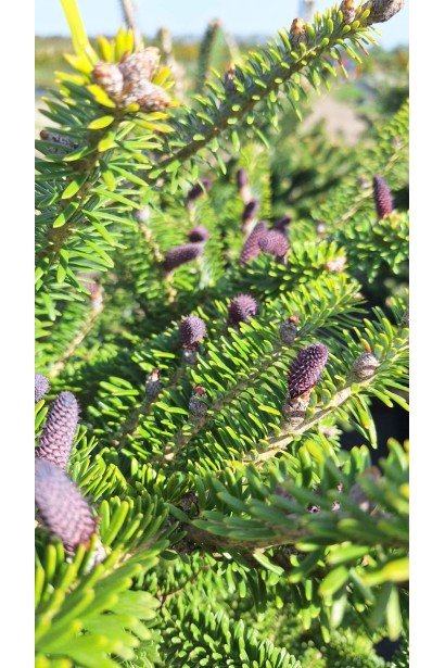 Шишки Пихты корейской